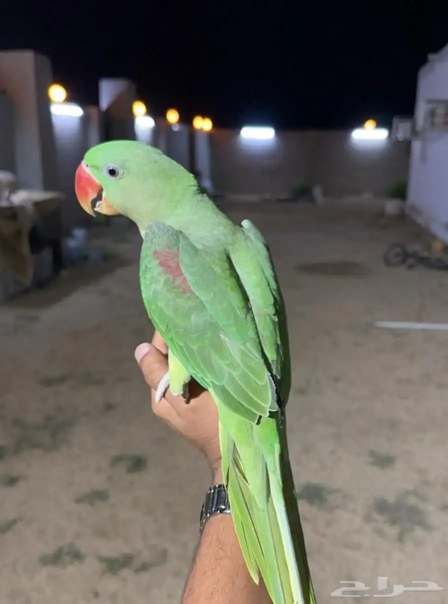 الطير نيبالي اليف 0