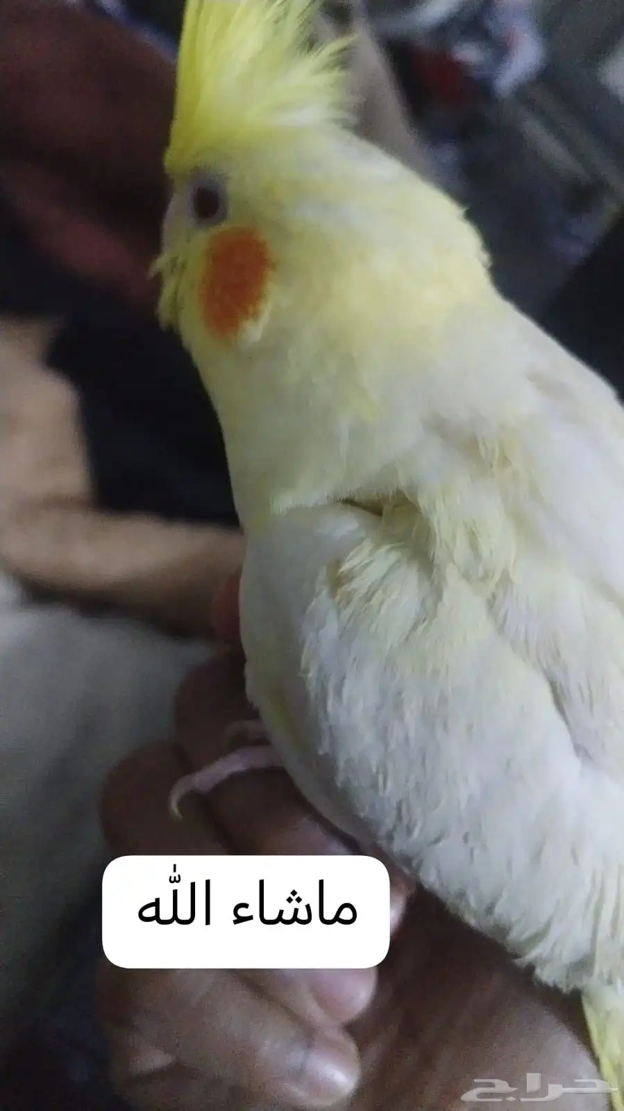 كروان اليف 200ريال كفر جيب برادو 3