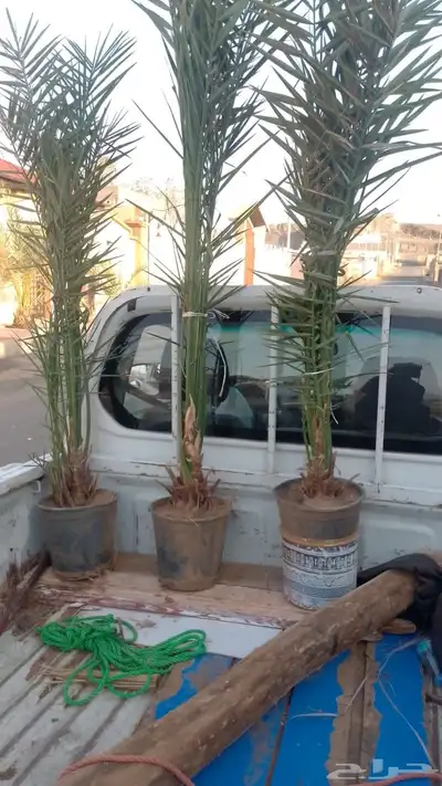 توريد جميع انواع النخل وتكريب جميع انواع النخل 3