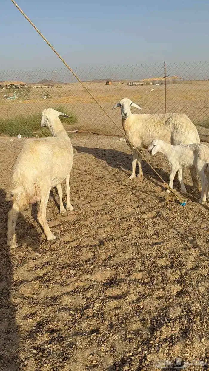 خلفات حرية 4