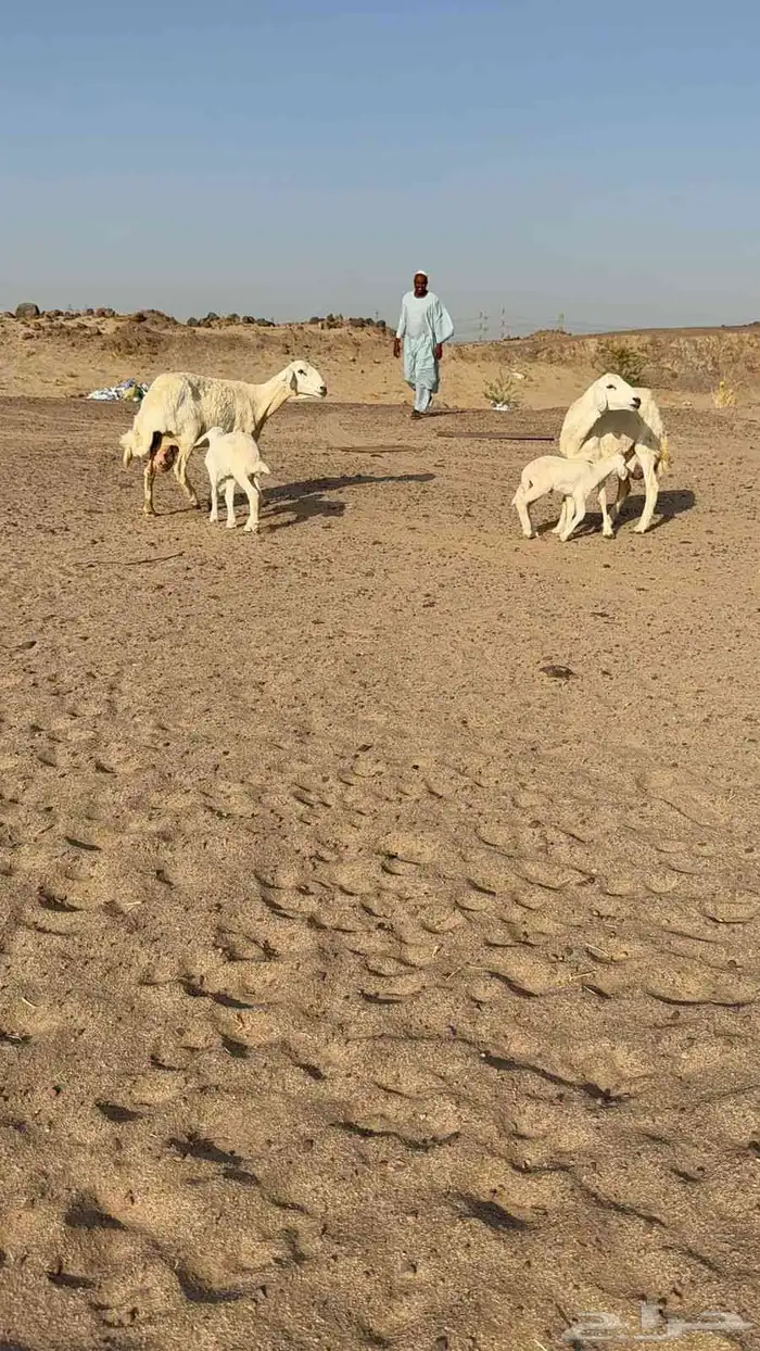 خلفات حرية 1