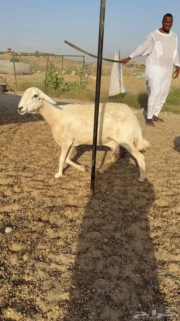 خلفات حرية 3