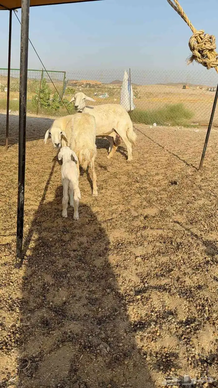 خلفات حرية 2