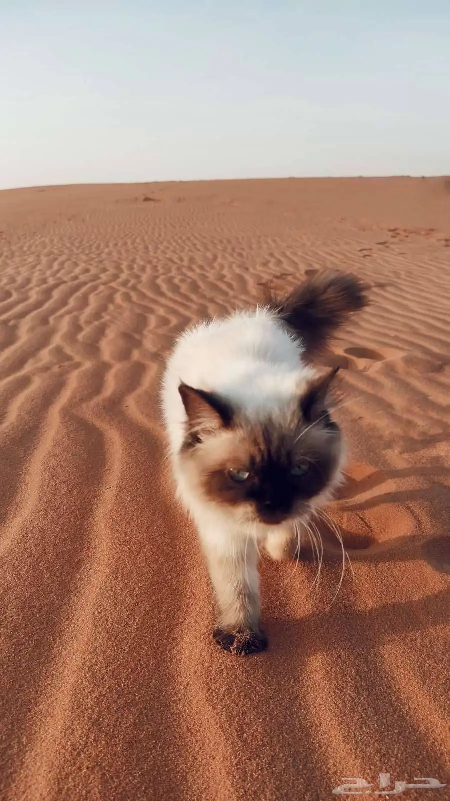 قط هملايا للتبني 1