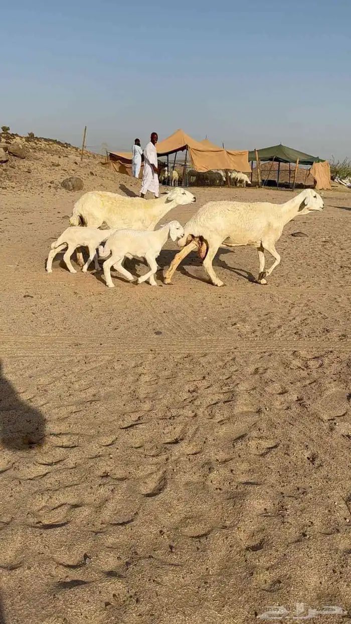 خلفات حرية 0