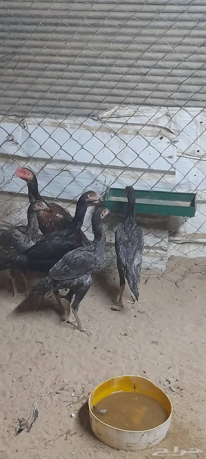 ديك وأربع دجاج بكستاني سندي العمر 8 اشهر 2