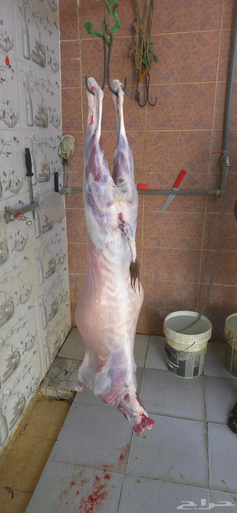يوجد لدينا تيوس محايل عسير دهم على الشرط مخصا نظيفه 0