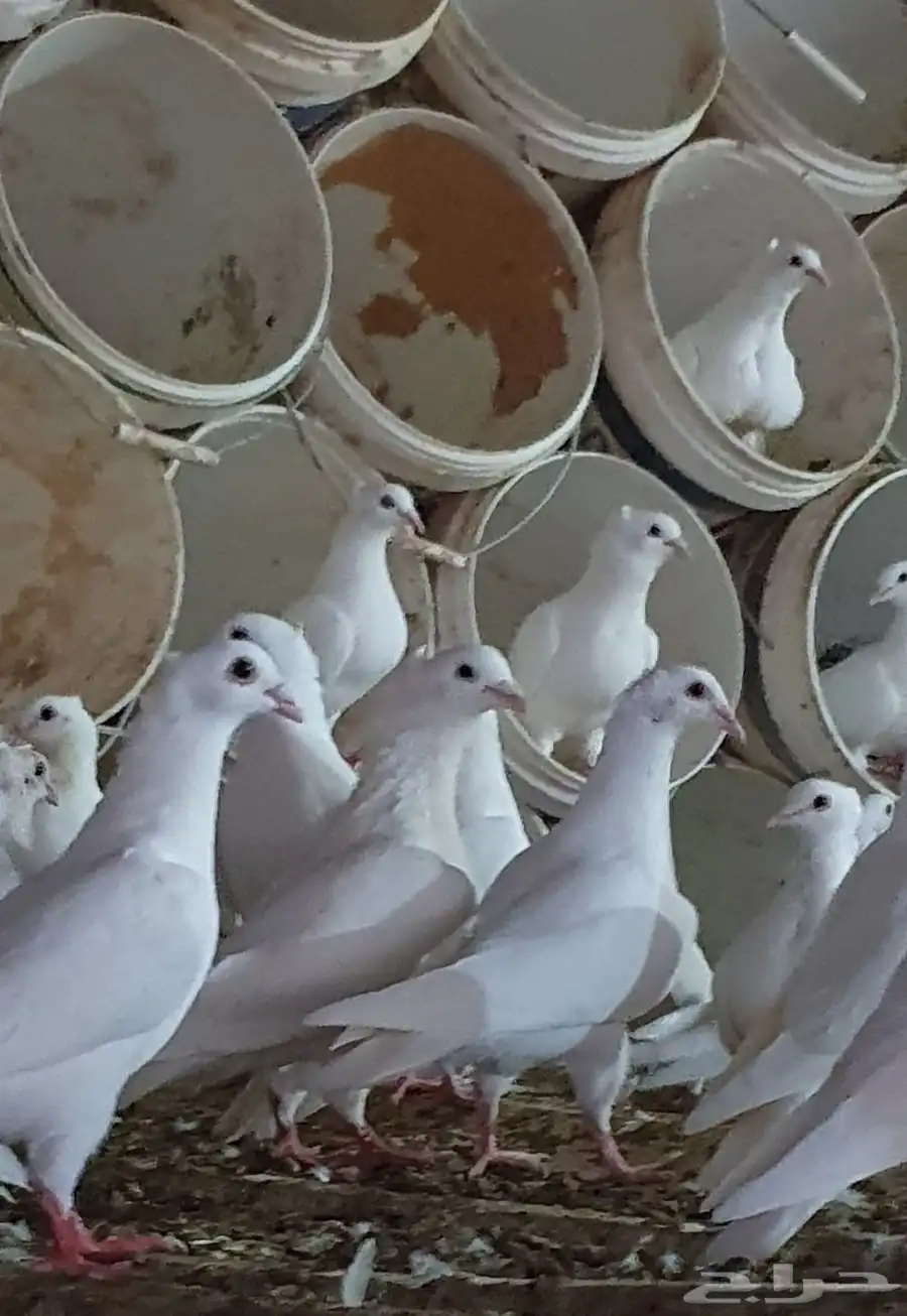 حمام زاجل أبيض مقنبر منتج وسربع الأنتاج 1