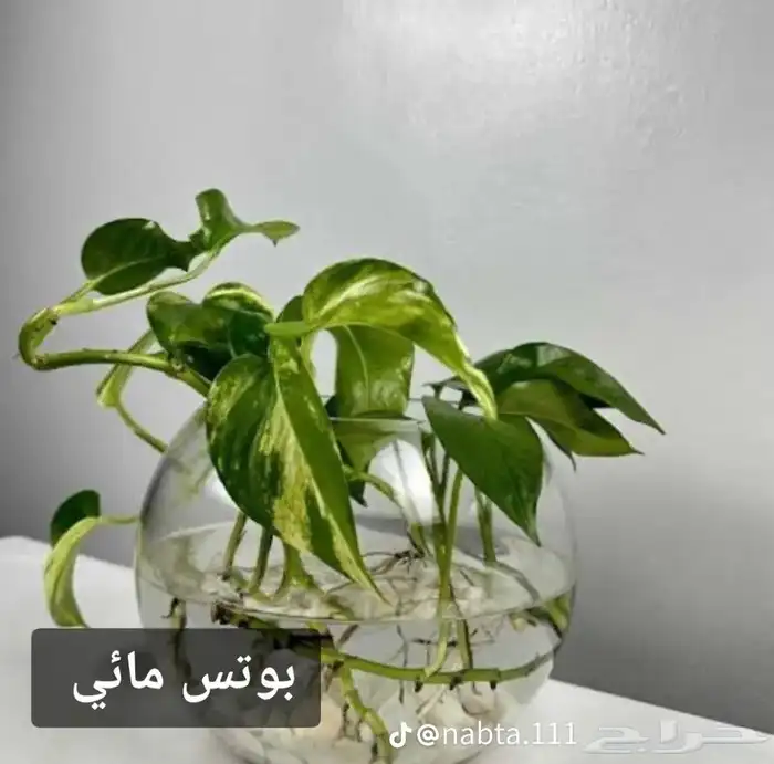 مشتل - تنسيق حدائق  -اعمال لاند سكيب 7