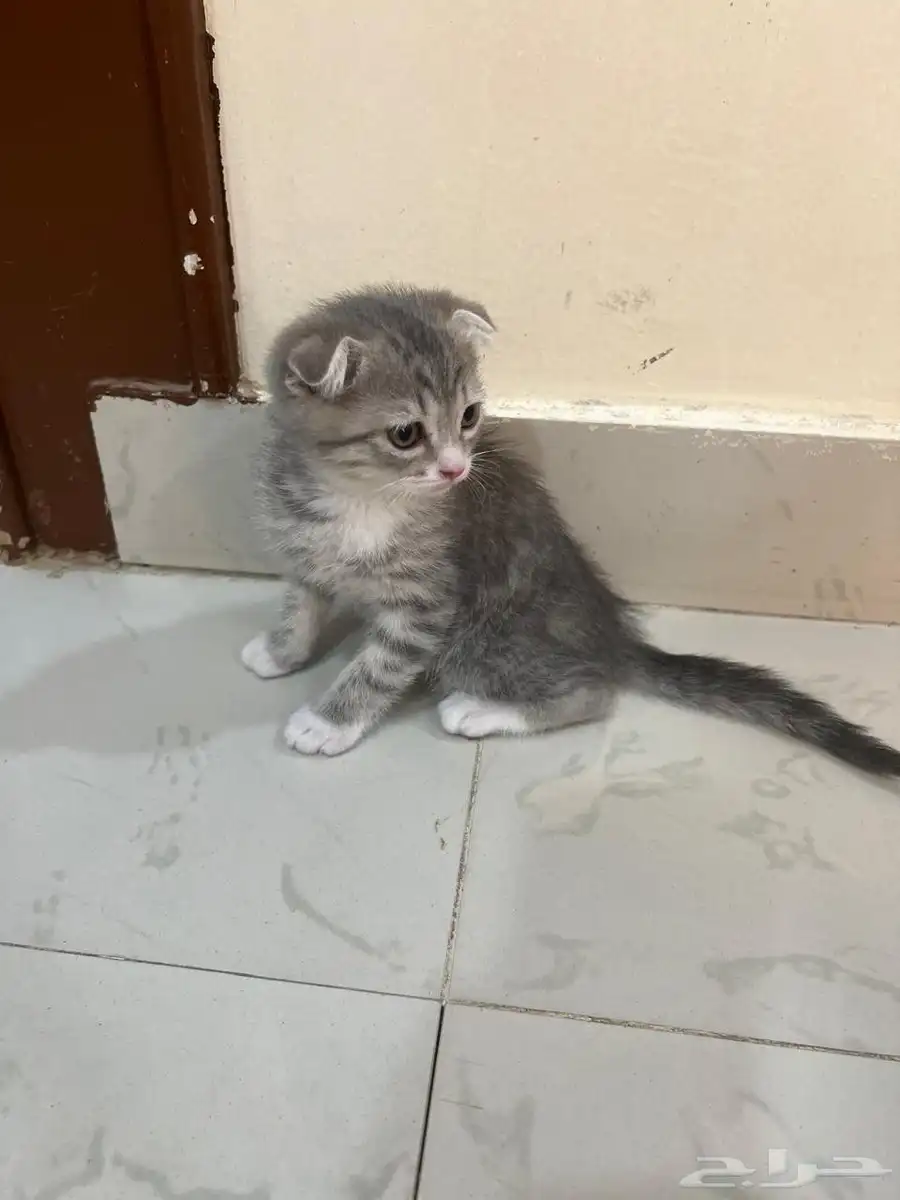قط سكوتش كيتن للبيع 1