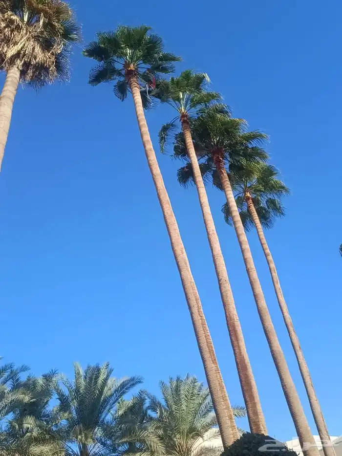 تكريب وتشذيب النخل العربي والواشنطني 0