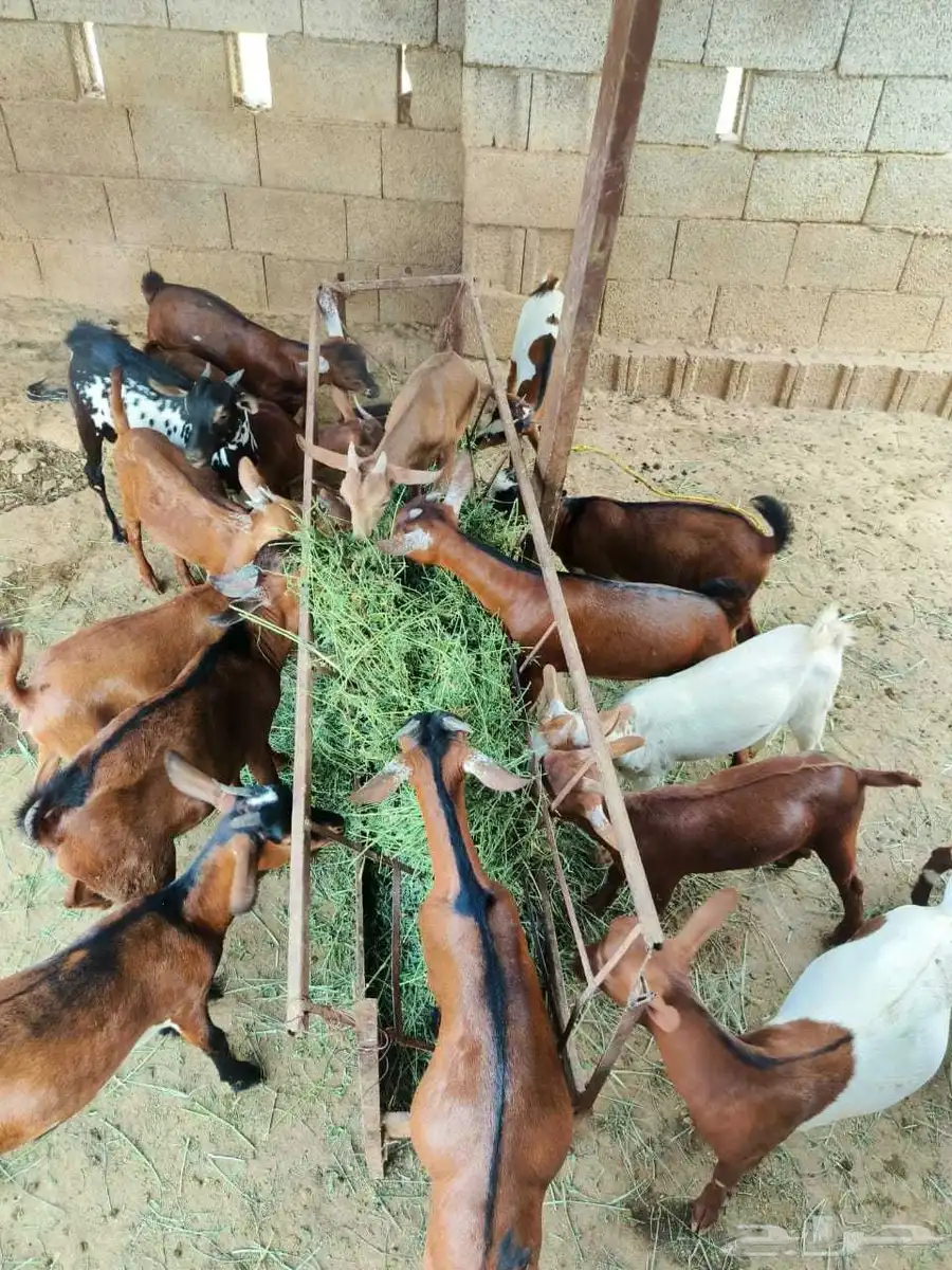 عرض للبيع ماعز ماشاء الله تبارك الله 1