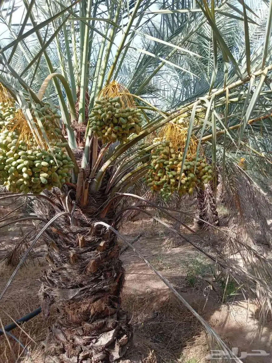 نعمل في هلول اسكري وخراف جميع انواع النخيل 3