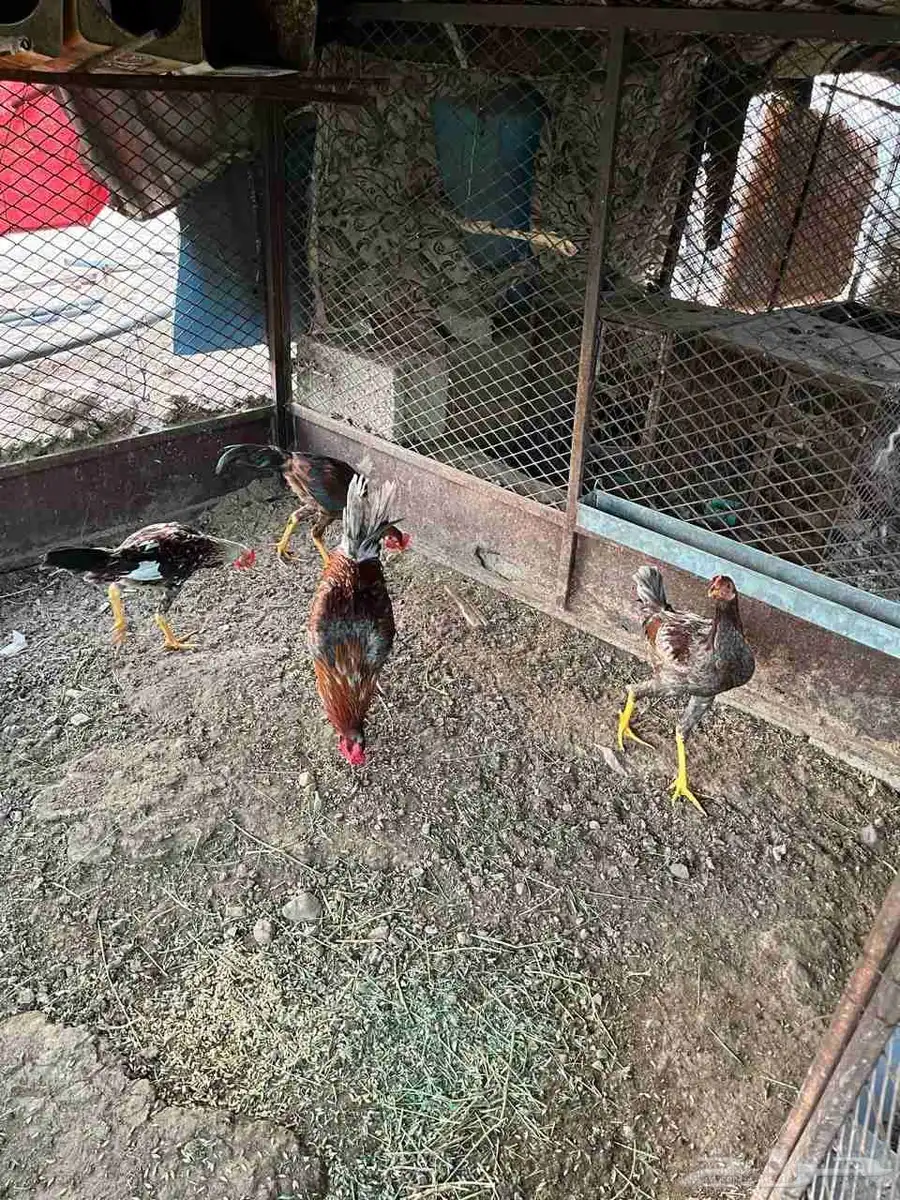 4 ديوك بلدي 1