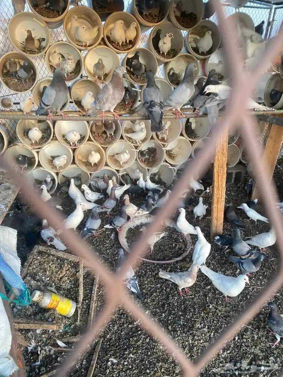 حمام للبيع 0