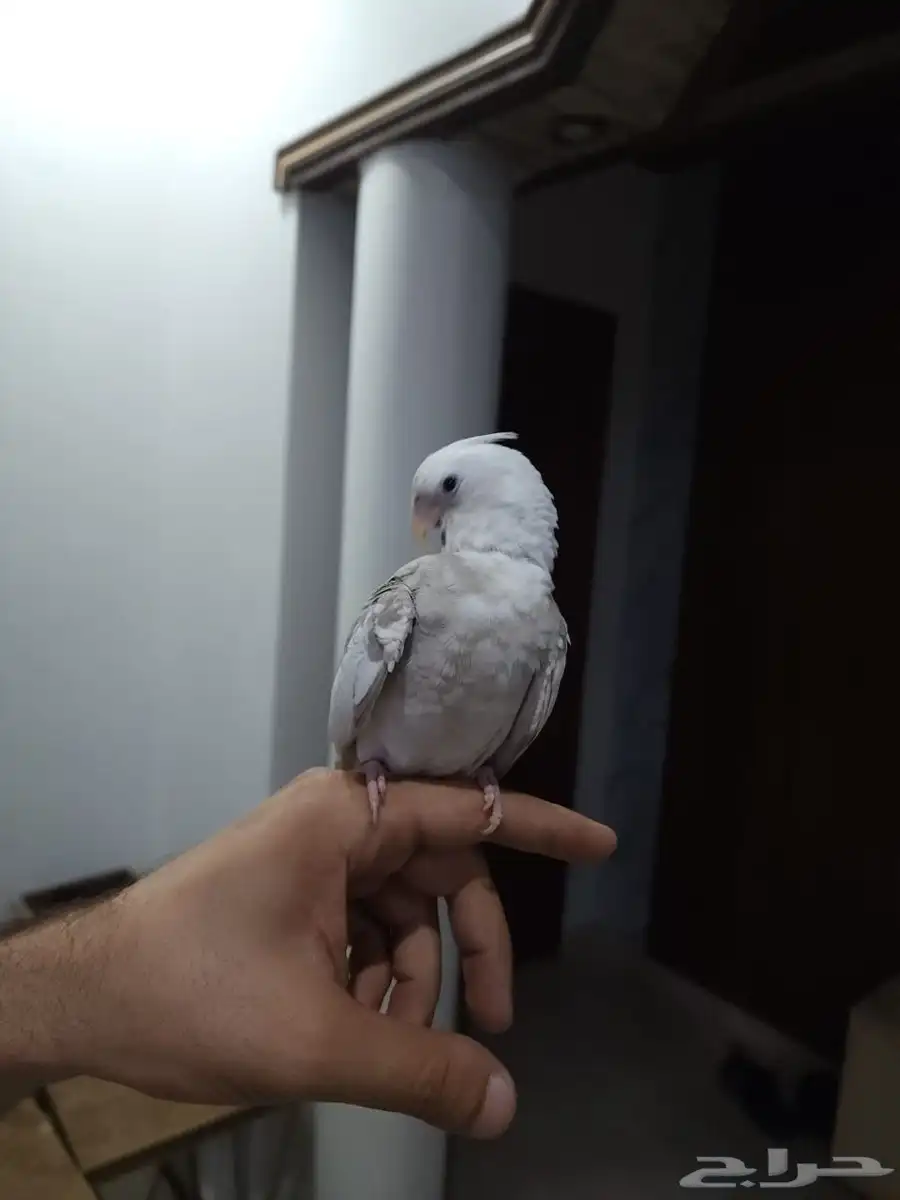 كروان وايت فيس جميل 0