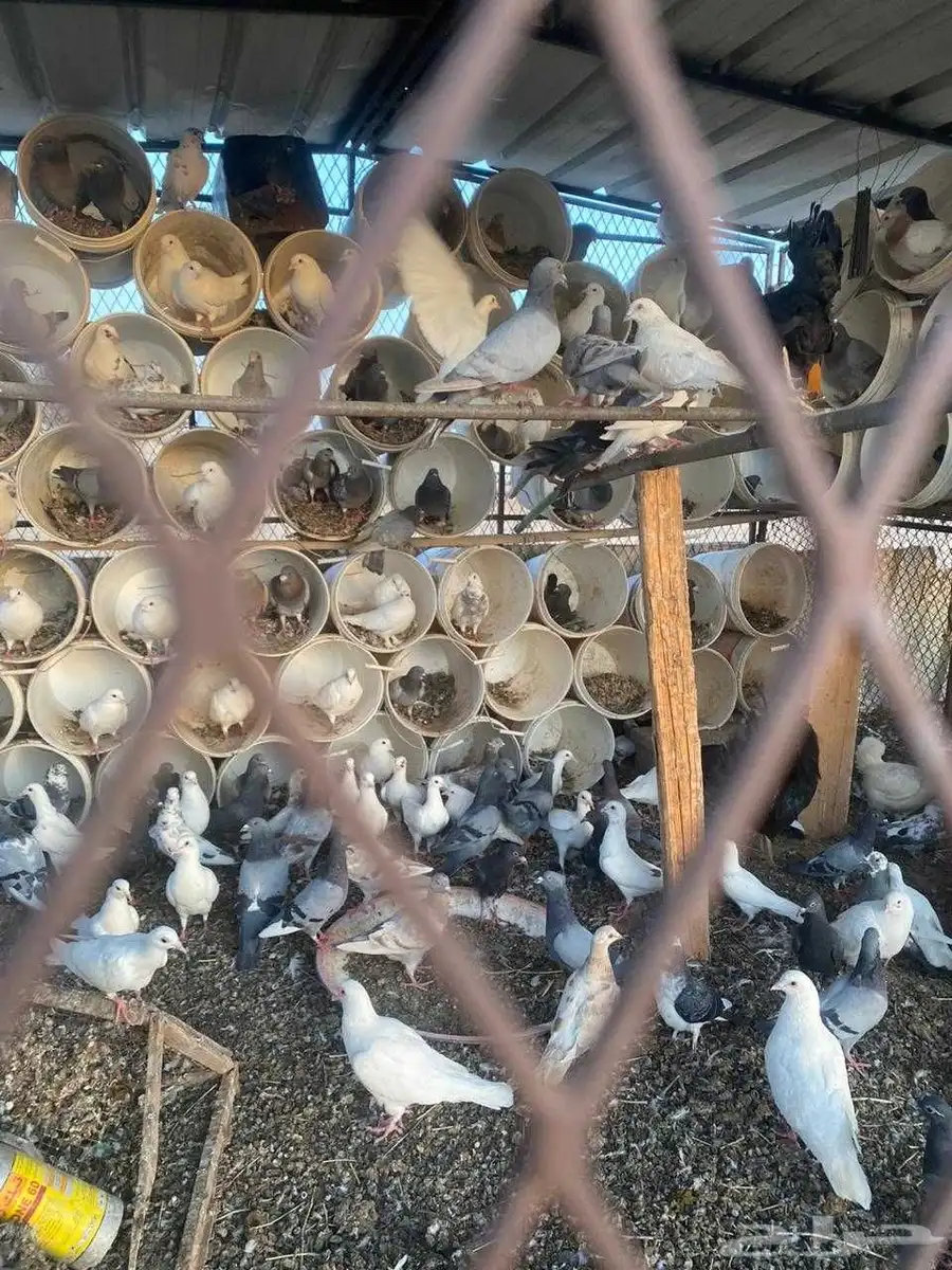حمام للبيع 1