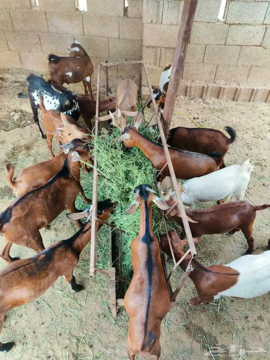 عرض للبيع ماعز ماشاء الله تبارك الله 0