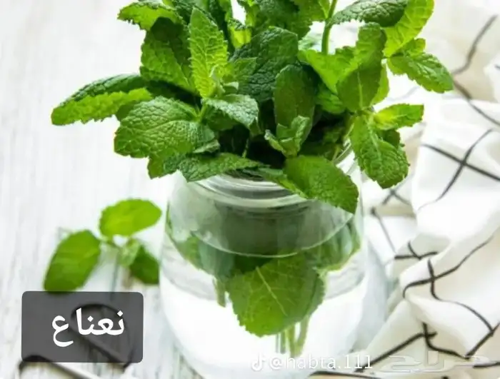مشتل - تنسيق حدائق  -اعمال لاند سكيب 5