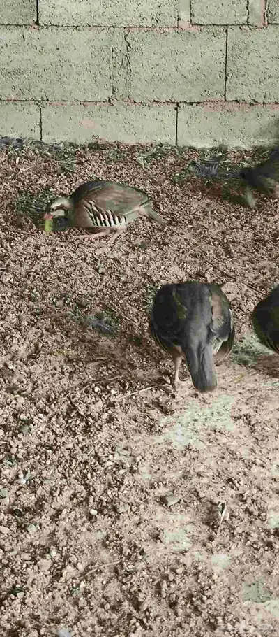 حجل شنير انتاج وفروخ 0