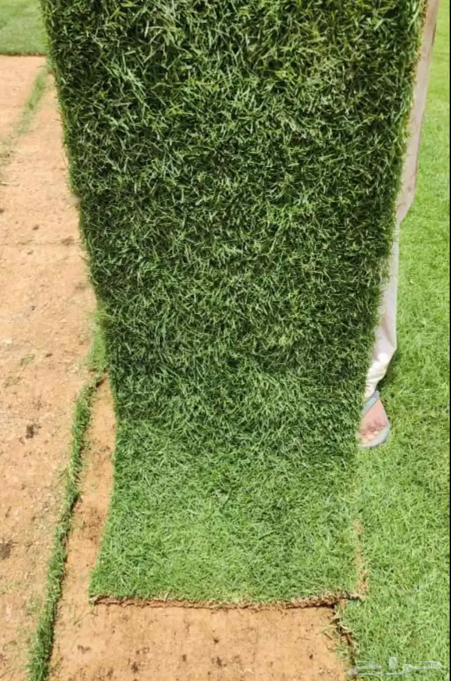 مزرعة ثيل طبيعي نجيله بأسعار الجمله 8