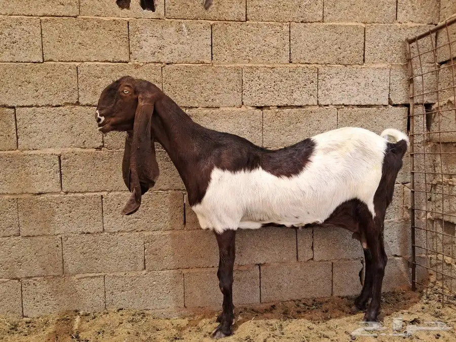 عنز هولنديه صنف 3