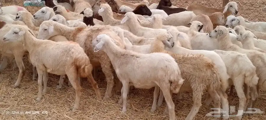 رخال مهجن حري 2