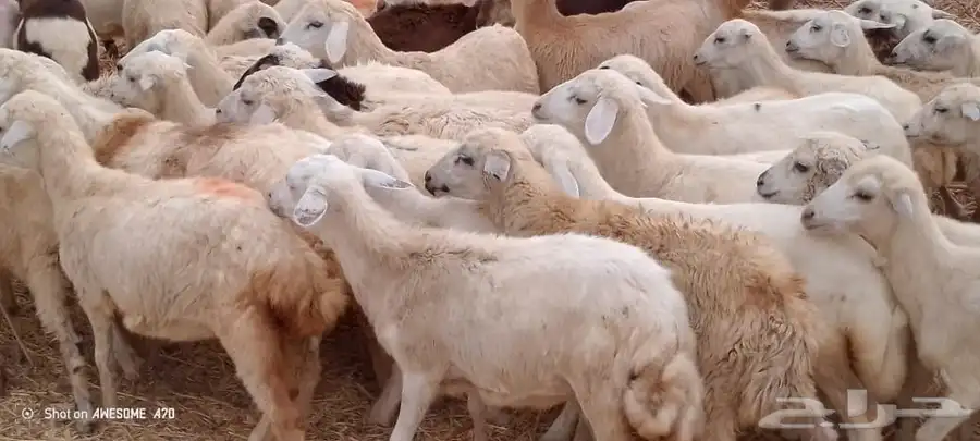 رخال مهجن حري 0