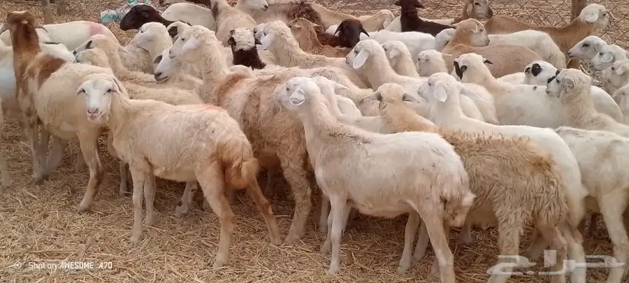 رخال مهجن حري 1