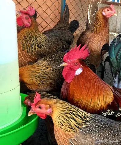 صوص دجاج عربي فاخر 5