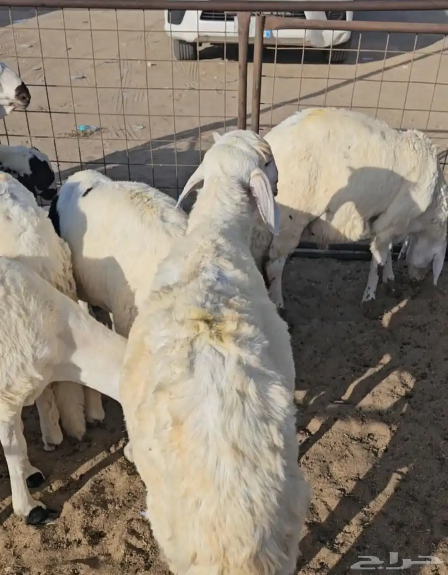 عرض الاسبوع سواكني كابلي بخاري زربيان 1