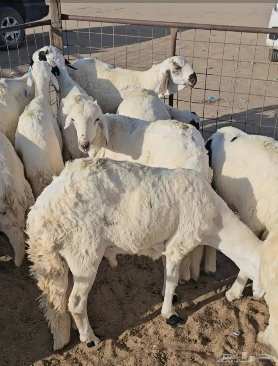 عرض الاسبوع سواكني كابلي بخاري زربيان 0
