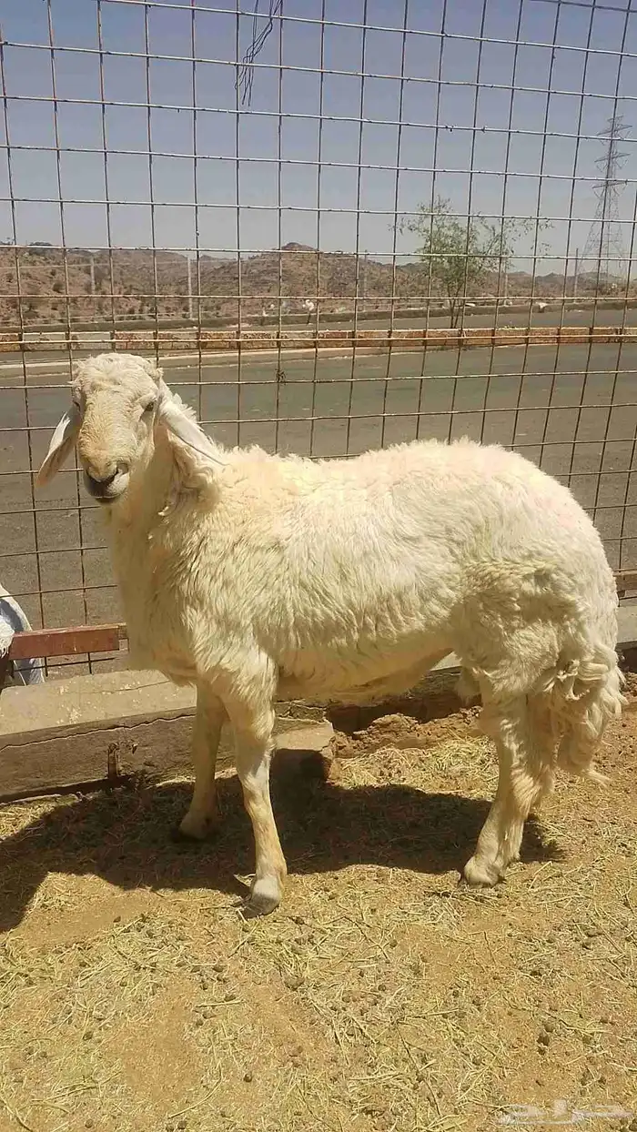 فحل حري للبيع 0