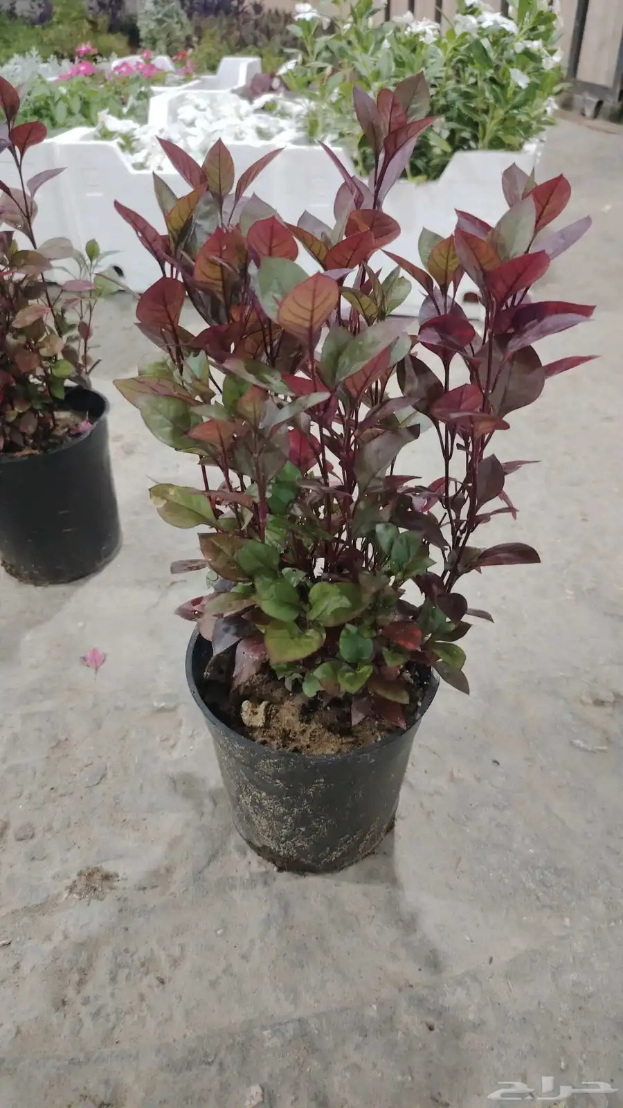 المشتل أشجار طبيعيه وعشب طبيعي 7