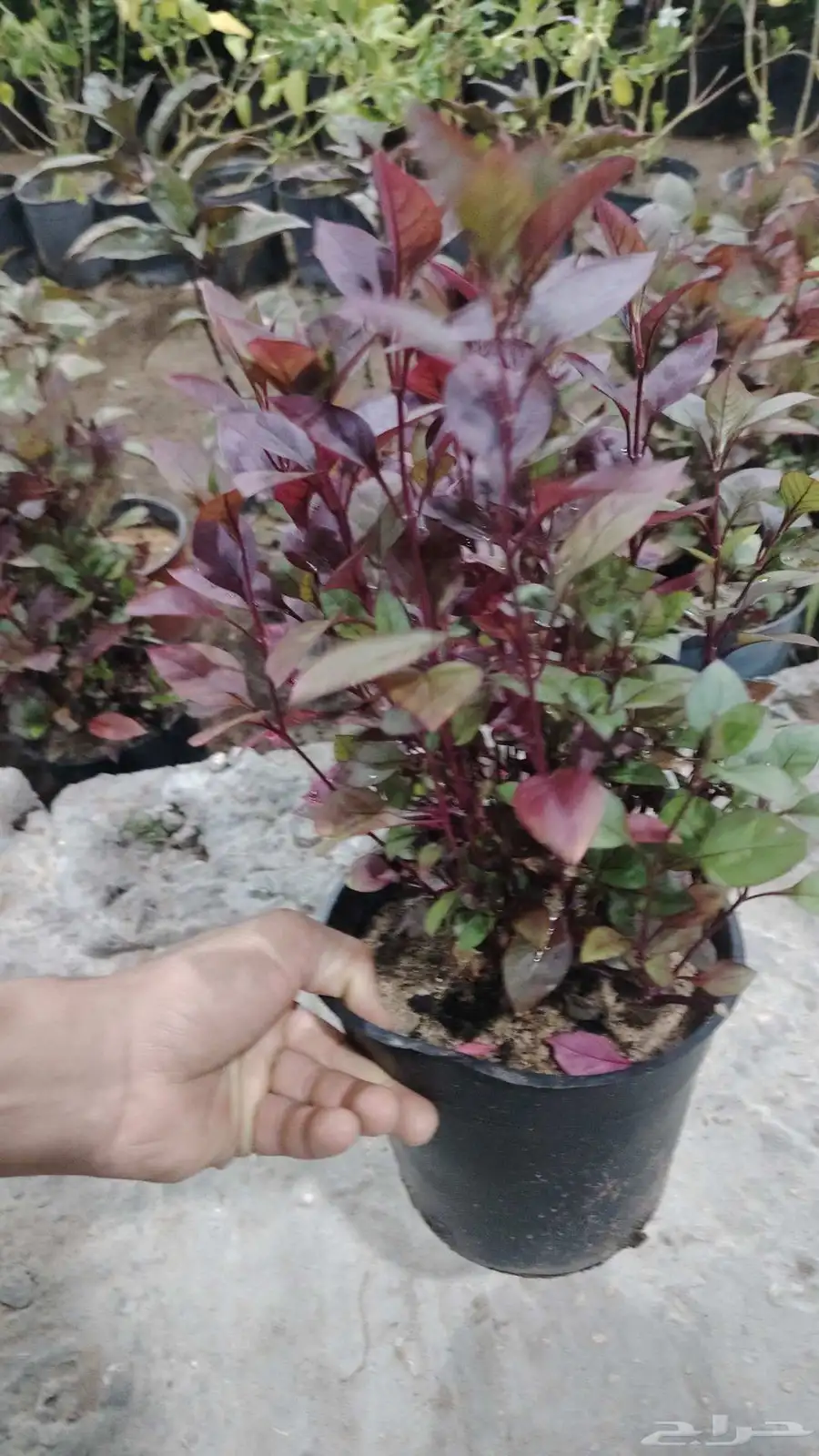 المشتل أشجار طبيعيه وعشب طبيعي 6