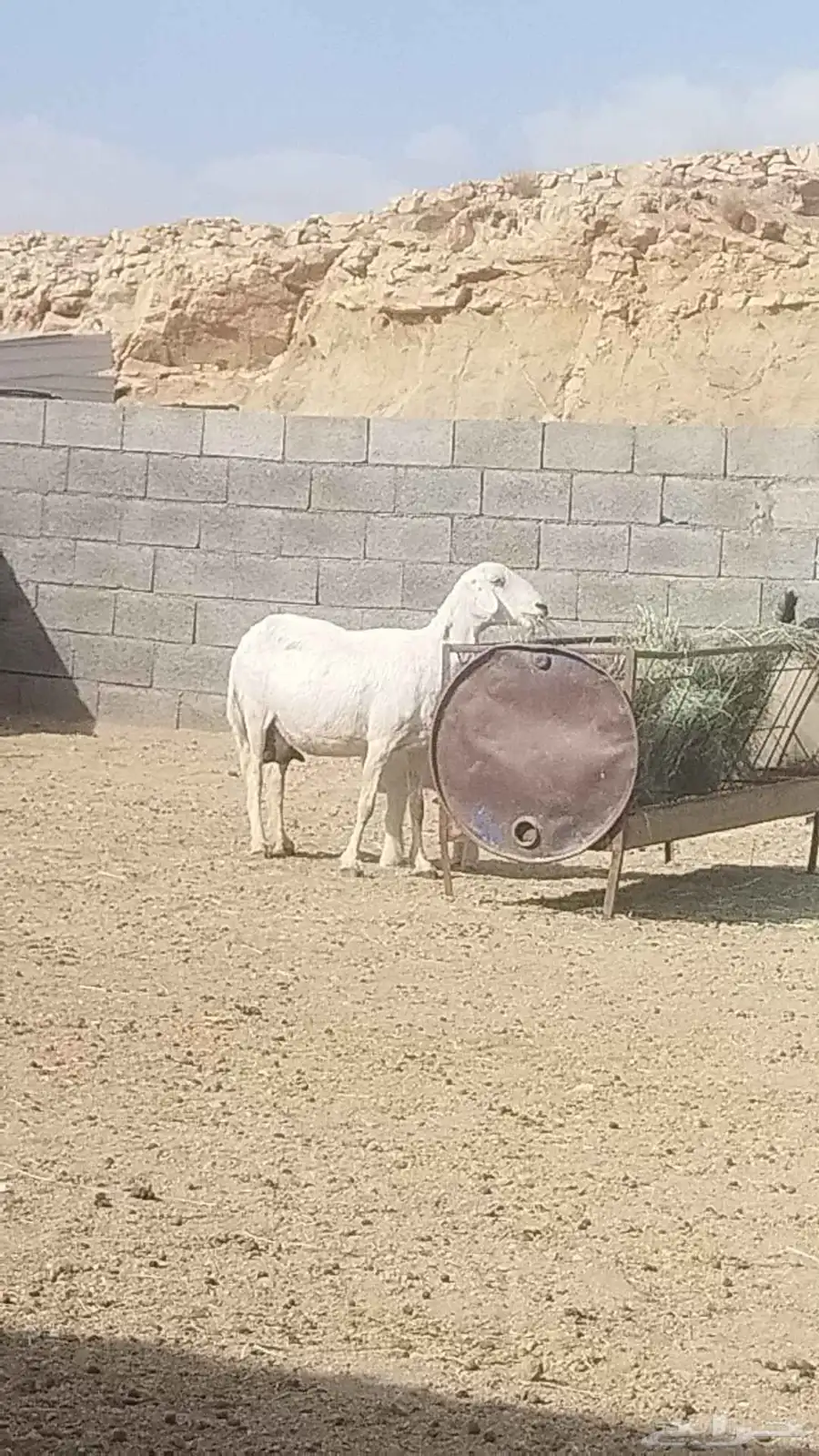 شاه صنف والد عليها خروف طول جرم وشعره . نظيف شرط. 1
