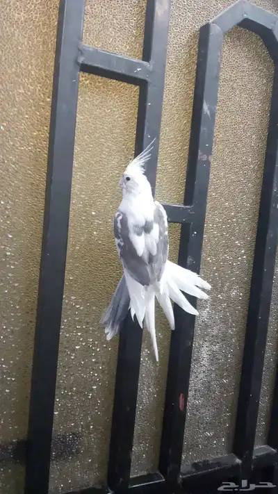 انثي كروان هافي بايد تم البيع 0