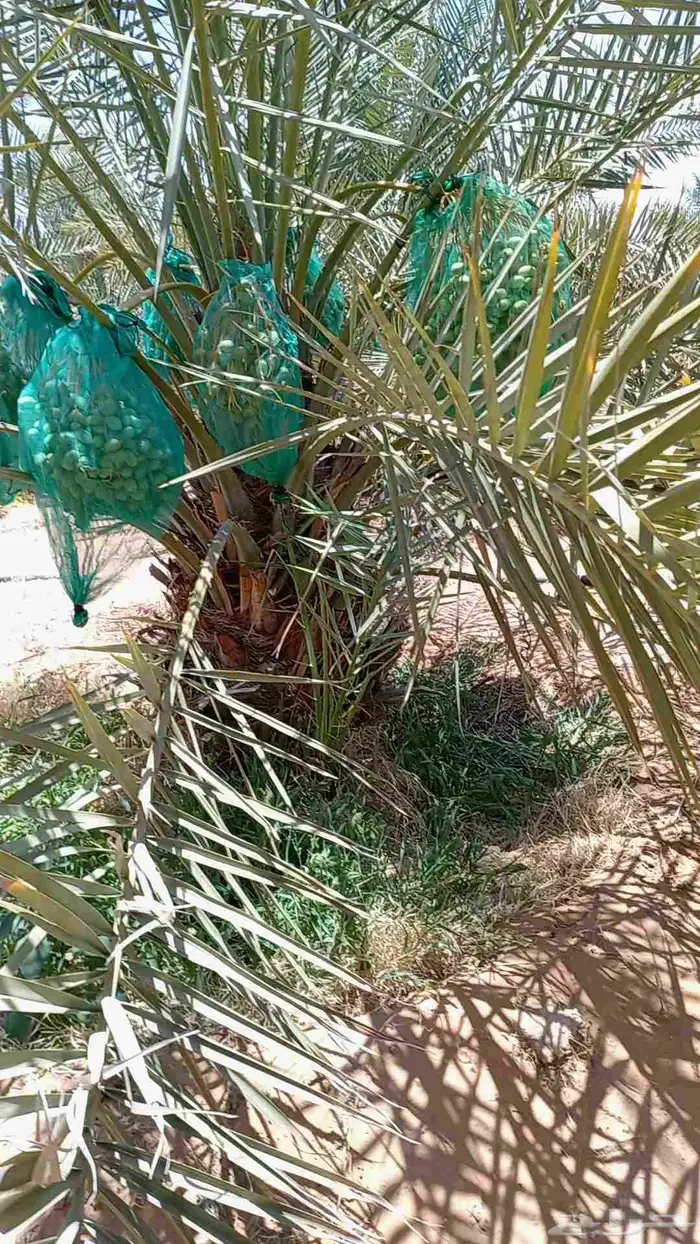 نعمل تكيس النخيل انحاء المملكه 6