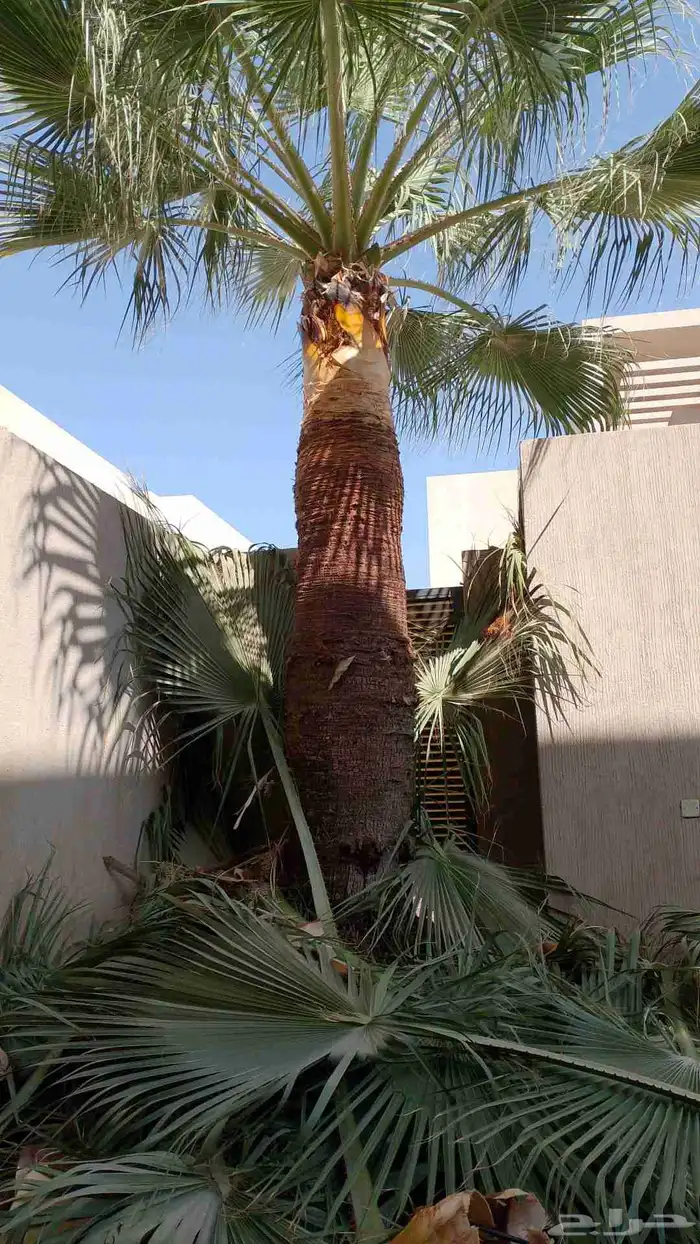 تكريب نخيل وقص اشجار 9