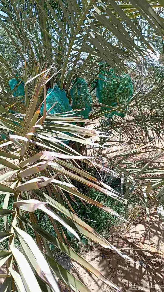 نعمل تكيس النخيل انحاء المملكه 7