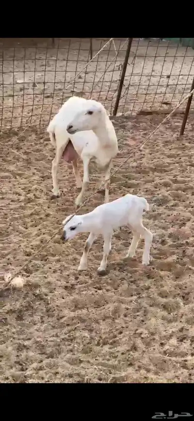 رخل رفيديه والد تحتها رخل توها ثنيه 1