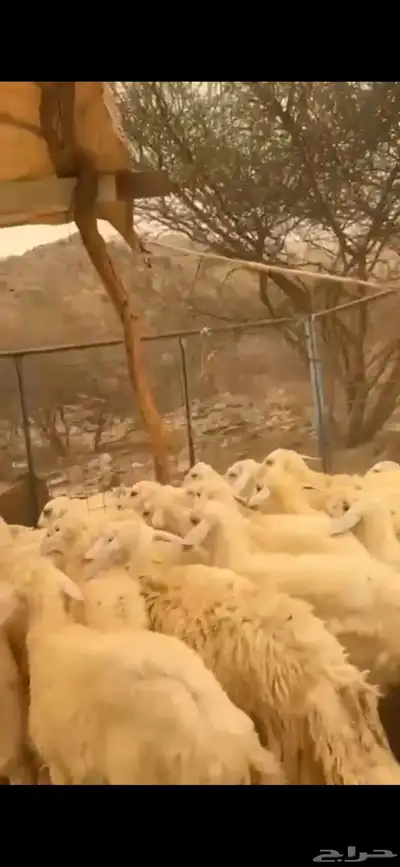 طليان ورخال للبيع 0