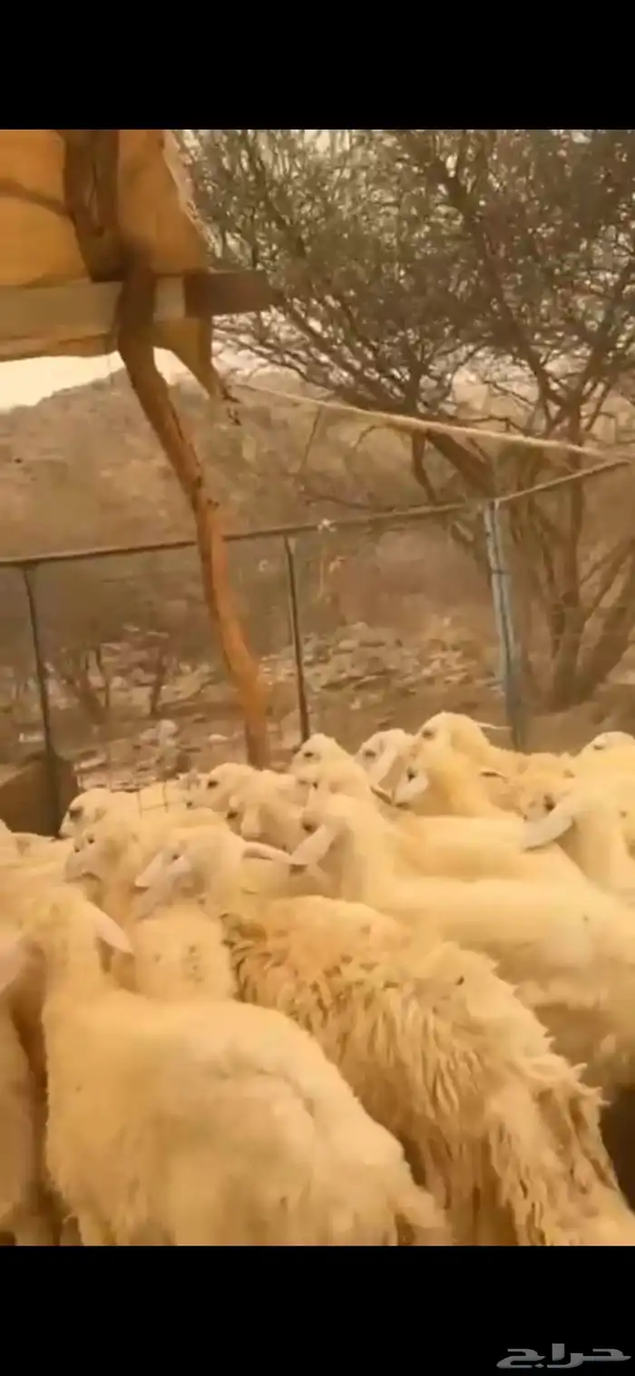 طليان ورخال للبيع 0