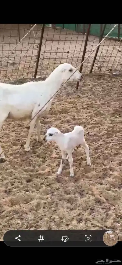 رخل رفيديه والد تحتها رخل توها ثنيه 2