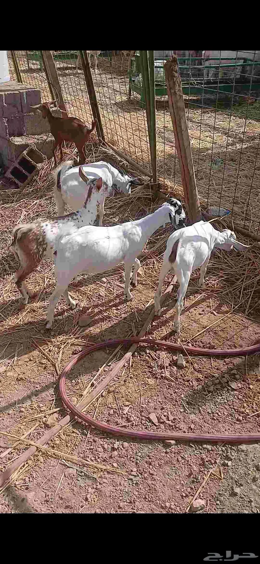 جفار للبيع 4