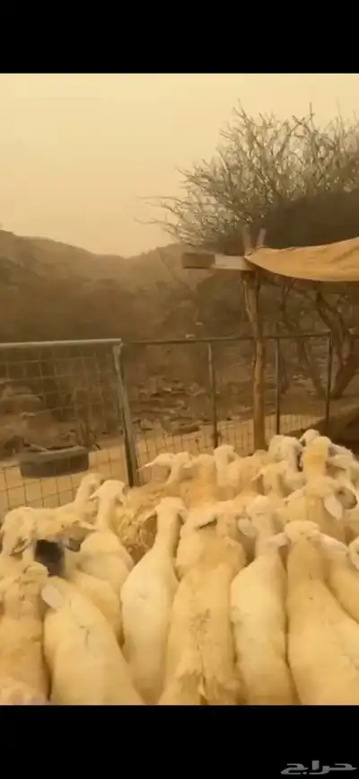 طليان ورخال للبيع 2