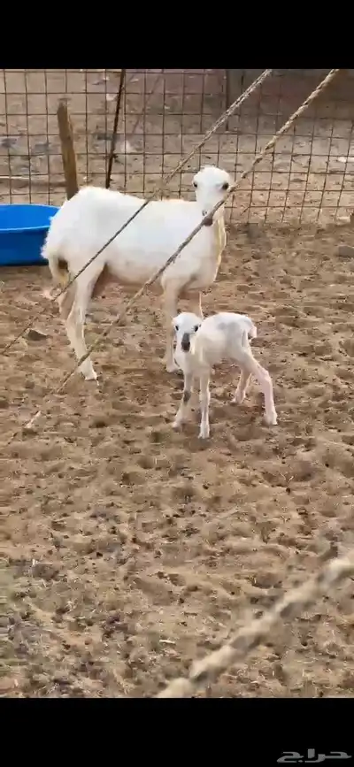 رخل رفيديه والد تحتها رخل توها ثنيه 3
