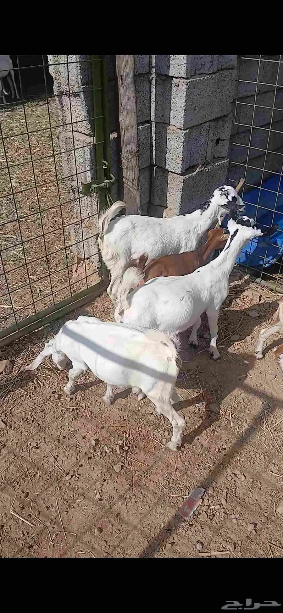 جفار للبيع 1