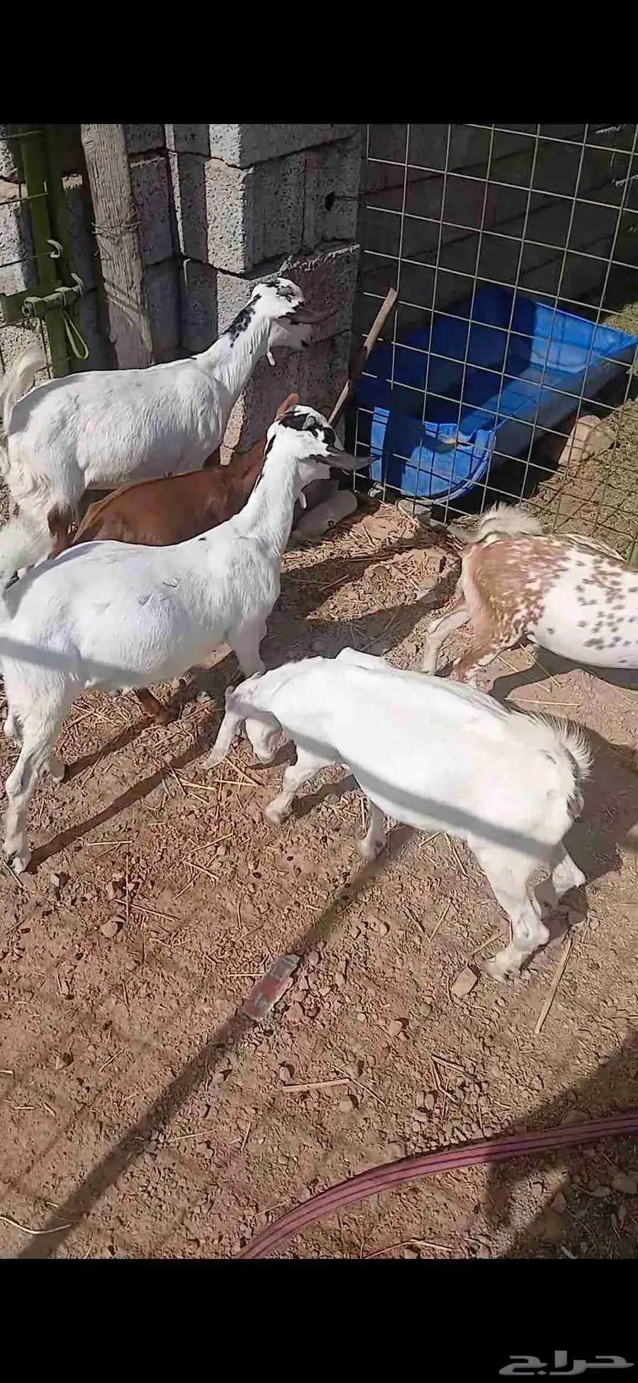 جفار للبيع 3