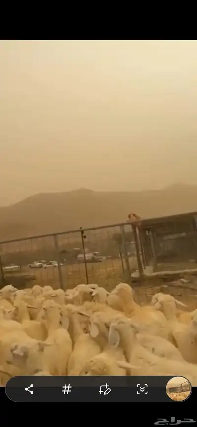 طليان ورخال للبيع 3